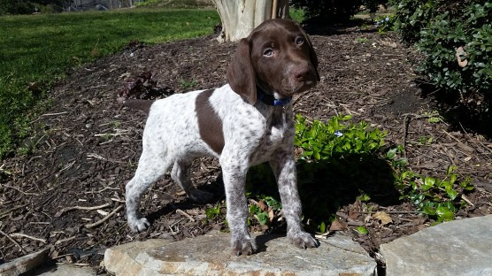 Baby Axel - April 2018